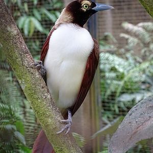 Lesser bird-of-paradise female