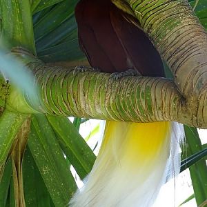 Lesser bird-of-paradise male