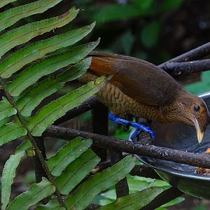 King bird-of-paradise female