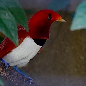 King bird-of-paradise male