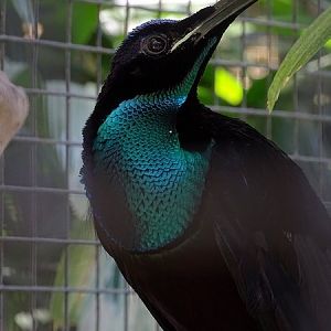 Magnificient riflebird