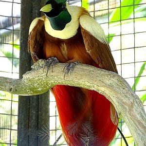 Red bird-of-paradise male