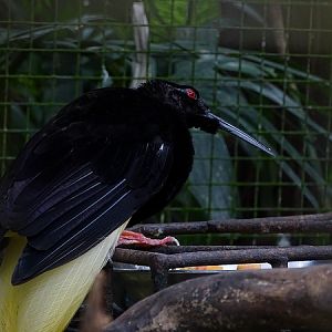 Twelve-wired bird-of-paradise male