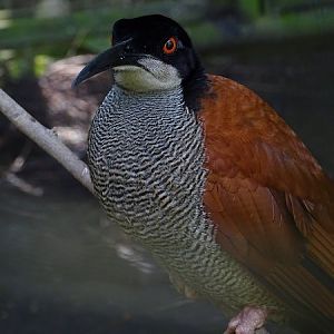 Twelve-wired bird-of-paradise female