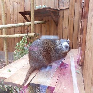 Ventura Wildlife Garden - 28/08/2016