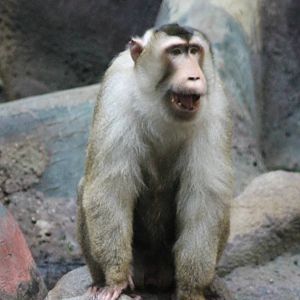 Sunda pig-tailed macaque