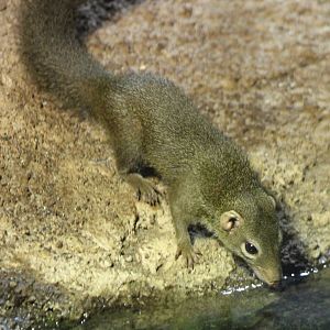 Northern tree shrew
