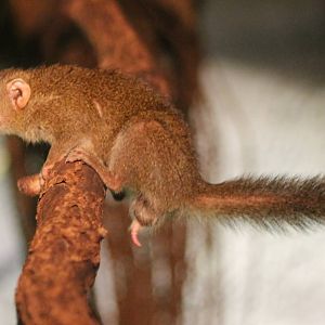 Northern tree shrew - I think it is a male