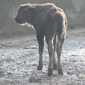 Wisent calf