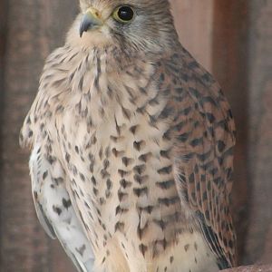 Common kestrel