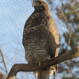 Common buzzard