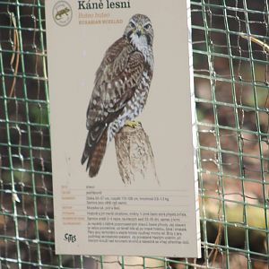 Sign Common buzzard