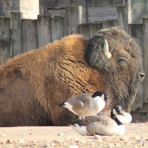 American bison