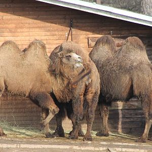 Bactrian camels