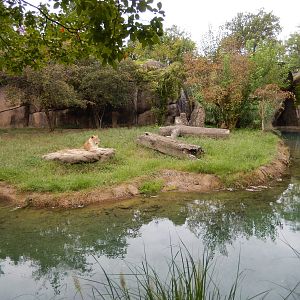 8/14/2016 - African Lion Habitat