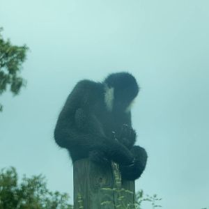 8/14/2016 - White-Cheeked Gibbon