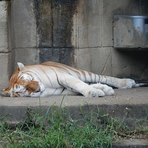 8/14/2016 - Golden Tiger