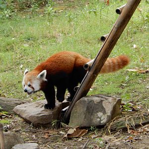 8/14/2016 - Red Panda on the Move