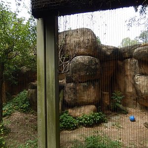 8/14/2016 - Leopard Exhibit