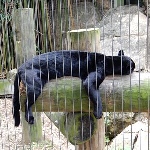 8/14/2016 - Black Jaguar