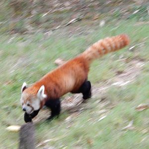 8/14/2016 - Red Panda Running