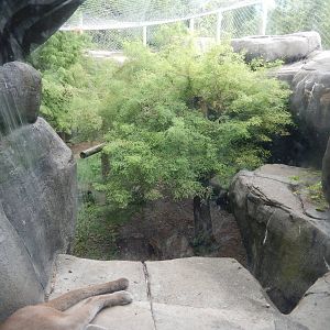 8/14/2016 - Cougar Habitat