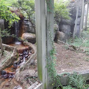 8/14/2016 - Ocelot Exhibit