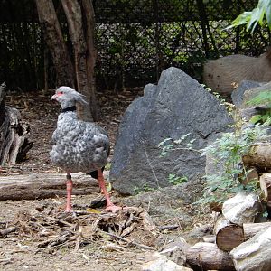 8/14/2016 - Crested Screamer & Capybara