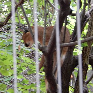 8/14/2016 - Caracal in the Tree