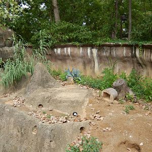 8/14/2016 - Meerkat Exhibit