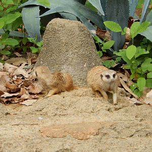 8/14/2016 - Meerkats