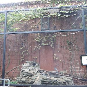 8/14/2016 - Toco Toucan Aviary