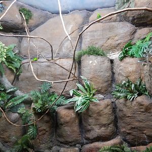 8/14/2016 - Blue Crowned Hanging Parrot Exhibit