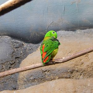 8/14/2016 - Blue Crowned Hanging Parrot