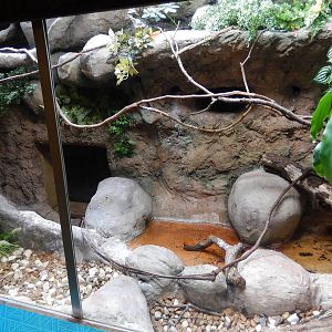 8/14/2016 - Red Crested Cardinal Exhibit