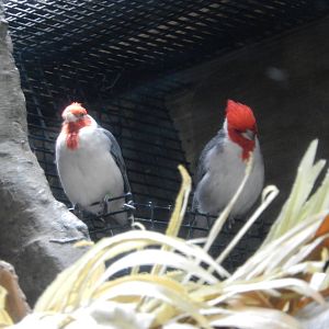 8/14/2016 - Red Crested Cardinals