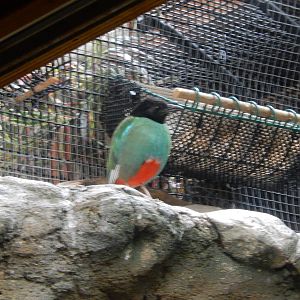 8/14/2016 - Hooded Pitta