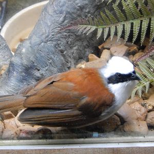8/14/2016 - White-Crested Laughing Thrush