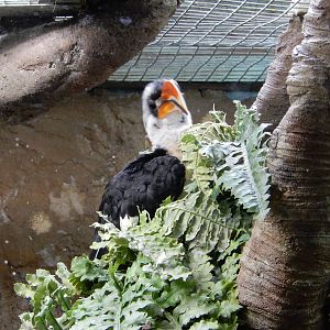 8/14/2016 - Von der Decken's Hornbill