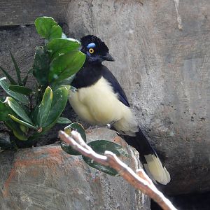 8/14/2016 - Plush Crested Jay