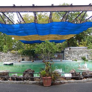 8/14/2016 - American White Pelican Pool