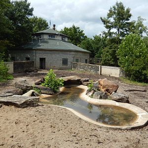8/14/2016 - Red River Hog Exhibit