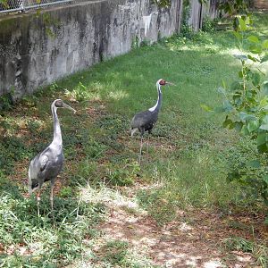 8/14/2016 - Common Cranes(?)