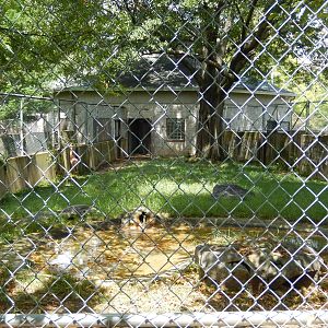 8/14/2016 - Gerenuk Paddock