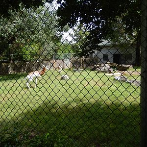 8/14/2016 - Addra Gazelle & Abyssinian Ground Hornbill Paddock