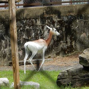 8/14/2016 - Addra Gazelle