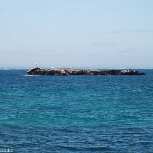 Rock Covered in Cormorants - Rottnest Island