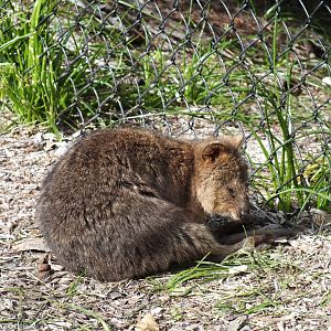 Quokk - Rottnest Island