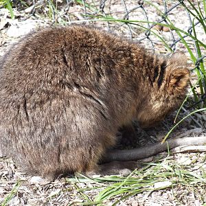 Sleeping Quokka - Rottnest Island