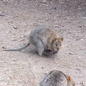 Awake Quokkas- Rottnest Island